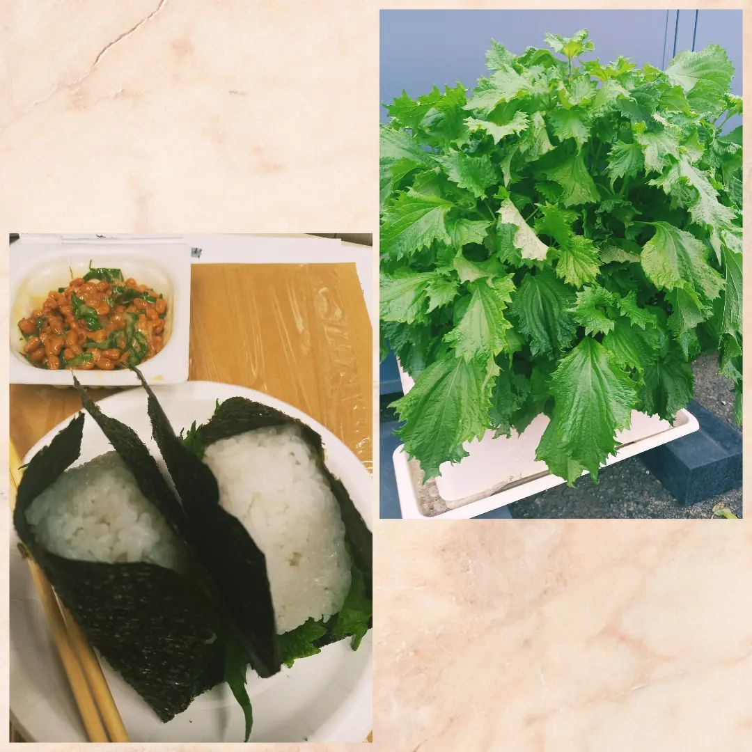 小社のミニファームに大好きなしそが仲間入りしてました‼️
そんなわけで連日しそ納豆としそマヨ塩にぎり作って食べてます。旨い…。
これから胡瓜トマト茄子枝豆と続々実って来ると思うと今後の昼飯楽しみ‼️
自分の席にミニ炊飯器買う日は近い(笑)
イコープリントは皆さまのご来店を心からお待ちしております。